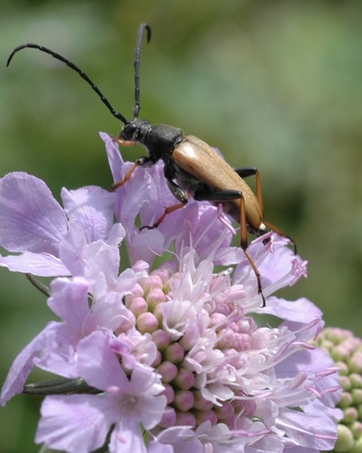 Scabiosa columbaria (Scabieuse colombaire)