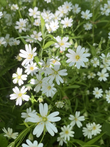 [pot] [BIO] Stellaria holostea (Stellaire holostée)