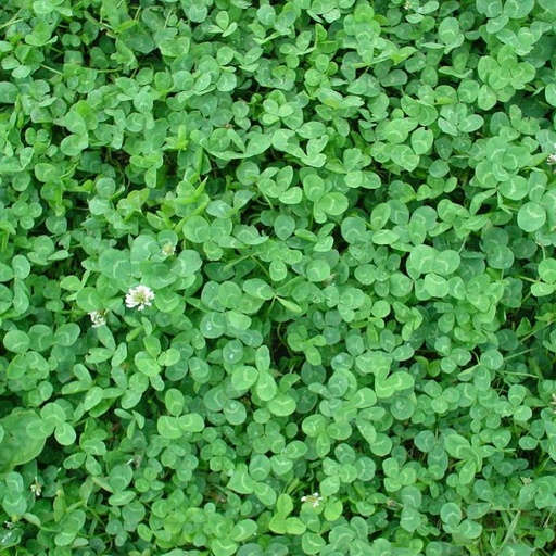 Trifolium repens (EUROMIC)