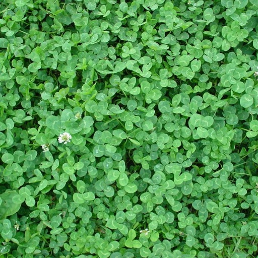 Trifolium repens (EUROMIC/micro-trèfle)