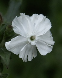[pot] Silene latifolia alba (Compagnon blanc)