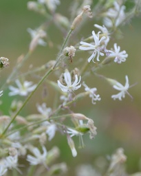 [pot] [BIO] Silene nutans (Silène penché)