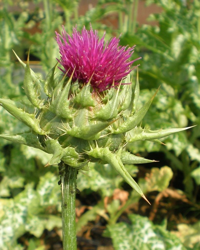 [pot] [BIO] Silybum marianum (Chardon-marie)