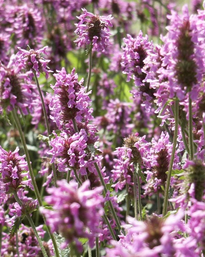 Stachys officinalis (Bétoine officinale)