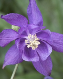 [pot] [BIO] Aquilegia vulgaris (Ancolie)
