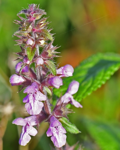 [pot] [BIO] Stachys palustris (Epiaire des marais)