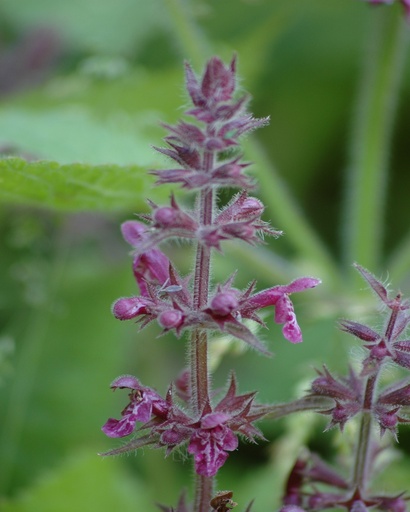 [pot] [BIO] Stachys sylvatica (Epiaire des bois)