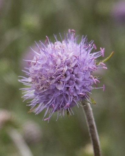 Succisa pratensis (Succise des prés)