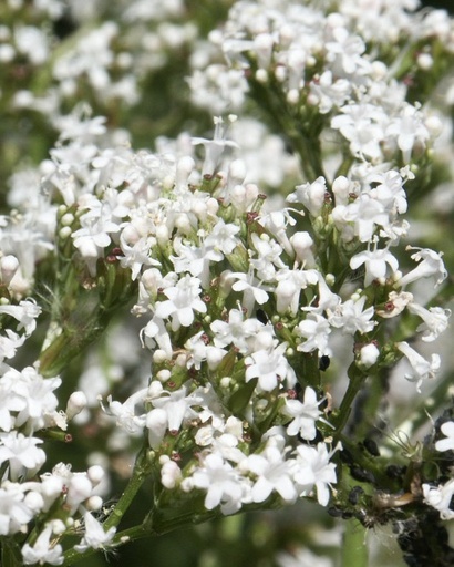 [pot] [BIO] Valeriana officinalis (Valériane officinale)