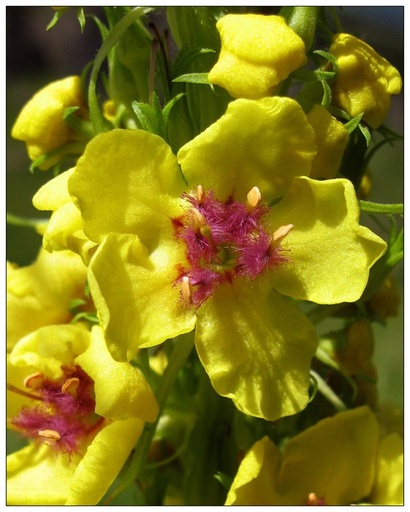 Verbascum nigrum (Molène noire)