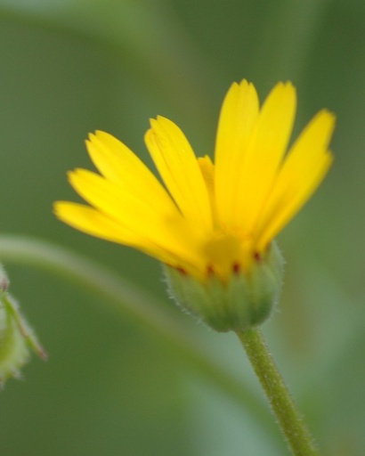 Calendula arvensis (Souci des champs)