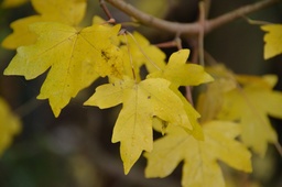 [rn] Acer campestre (Erable champêtre)