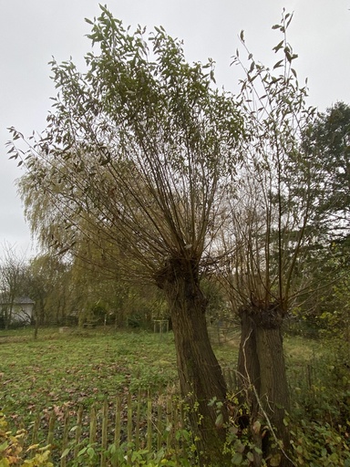 [rn] Salix alba (Saule blanc)