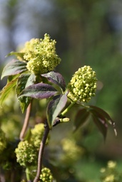 [rn] Sambucus racemosa (Sureau à grappes)