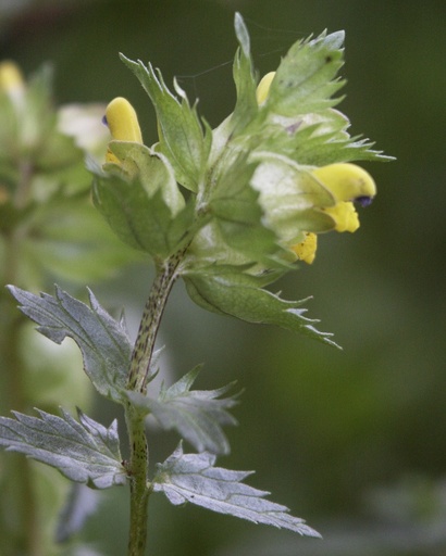 [BIO] Rhinanthus minor* (le petit rhinanthe)