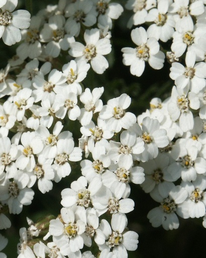 Achillea millefolium (Achillée millefeuille)