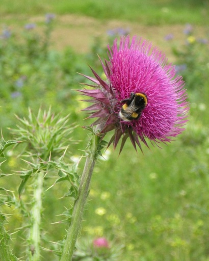 Carduus nutans (Chardon penché)