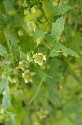 Bryonia dioica (Bryone dioïque)