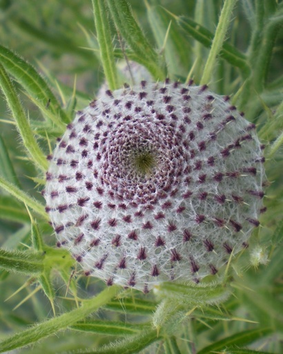 [pot] [BIO] Cirsium eriophorum (Chardon laineux)