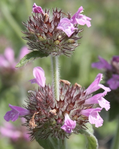 Clinopodium vulgare (Clinopode)