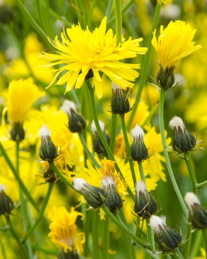 Crepis biennis (Crépis des prés)