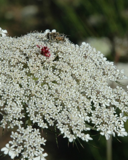 Daucus carota (Carotte sauvage)