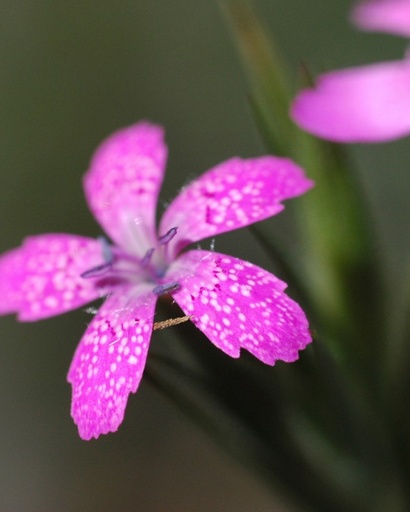 Dianthus armeria (Oeillet d'Armérie)