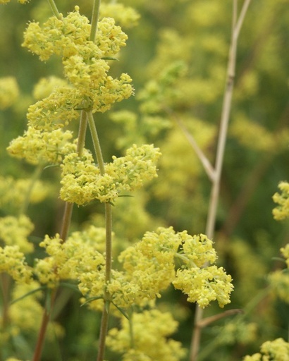 [BIO] Galium verum* (Caille-lait jaune)