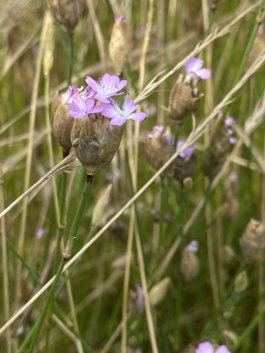 [BIO] Petrorhagia prolifera (Œillet prolifère)