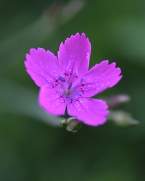 Dianthus deltoïdes (Oeillet couché)