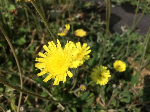 [BIO] Hieracium pilosella* (Epervière piloselle)