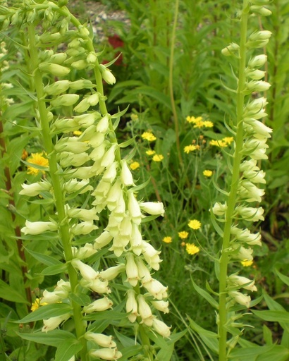 Digitalis lutea (Digitale jaune)