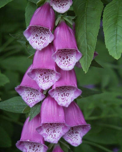 Digitalis purpurea (Digitale pourpre)