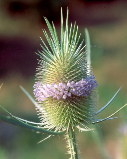 Dipsacus fullonum (Cabaret des oiseaux)