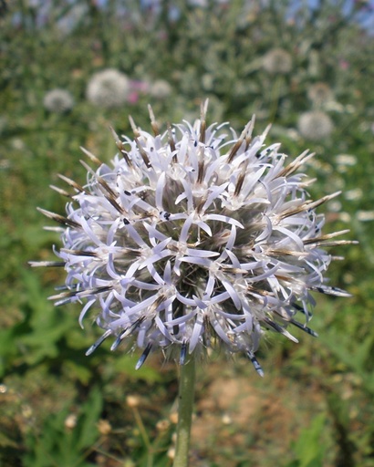 Echinops sphaerocephalus (Echinops à tête ronde)