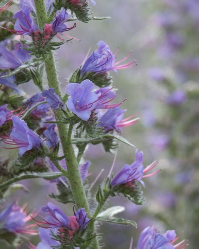 Echium vulgare (Vipérine)