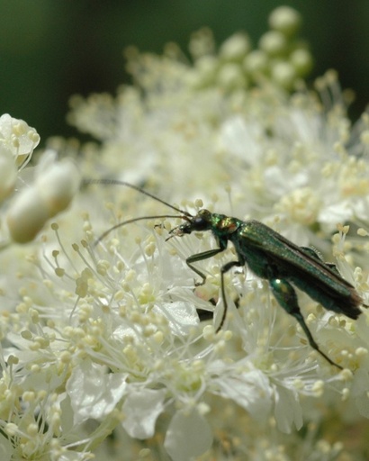 Filipendula ulmaria (Reine des prés)