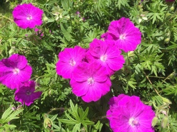 [pot] [BIO] Geranium sanguineum (Géranium sanguin)
