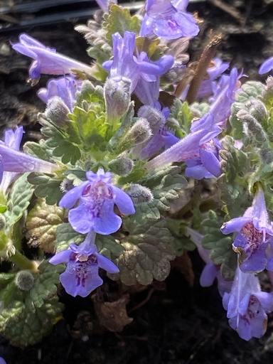 [pot] [BIO] Glechoma hederacea (Lierre terrestre)