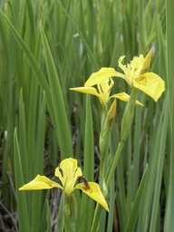 [pot] Iris pseudacorus (Iris jaune)