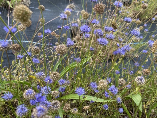 [pot] [BIO] Jasione montana (Jasione commune)