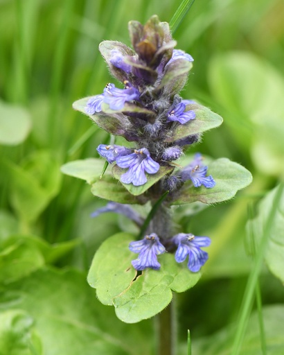 [pot] [BIO] Ajuga reptans (Buggle rampant)