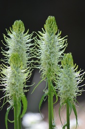[pot] Phyteuma spicatum (Raiponce en épi)