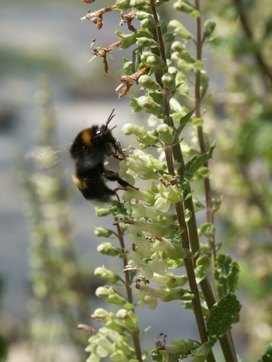 [pot] [BIO] Teucrium scorodonia (Germandrée scorodoine)