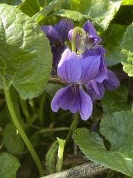 [pot] Viola odorata (Violette odorante)