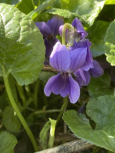 [pot] [BIO] Viola odorata (Violette odorante)