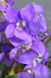 [pot] Viola reichenbachiana (Violette des bois)