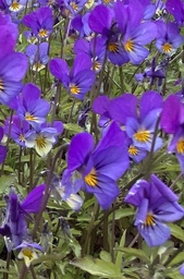 [pot] Viola tricolor (Pensée sauvage)