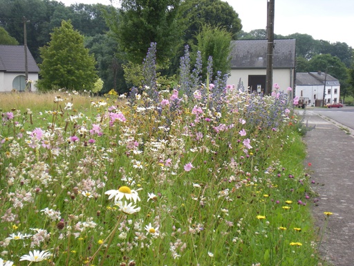 Mélange fleurs sauvages pures