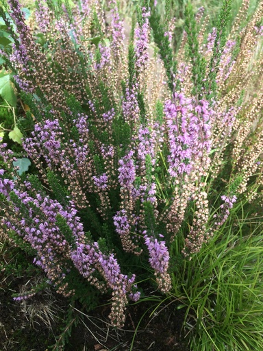 [pot] [BIO] Calluna vulgaris (Callune fausse bruyère)